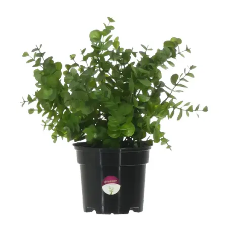 Искусственное растение Эвкалипт ø13 h30 см подарочные пакеты с листьями эвкалипта fengrise