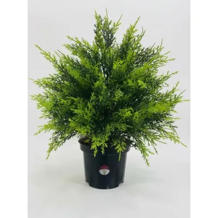 Искусственное растение куст Кипариса ø17 h50 см куст самшита конэко о 37215 21 см