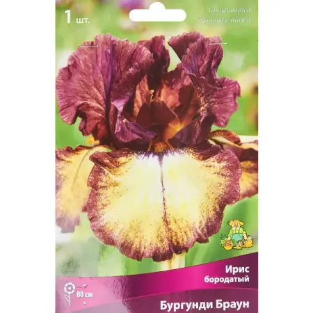 Ирис бородатый Бургунди Браун
