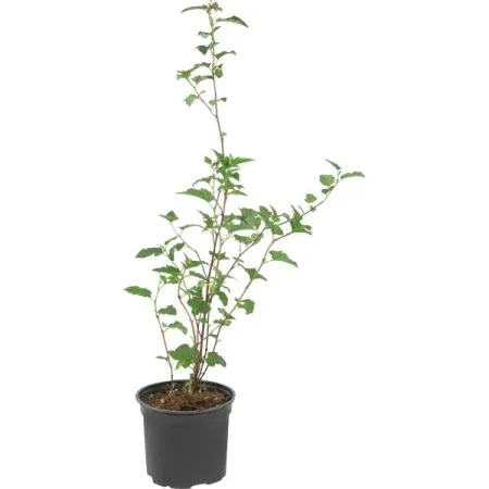 Пузыреплодник Диаболо калинолистный ø15 h40 см