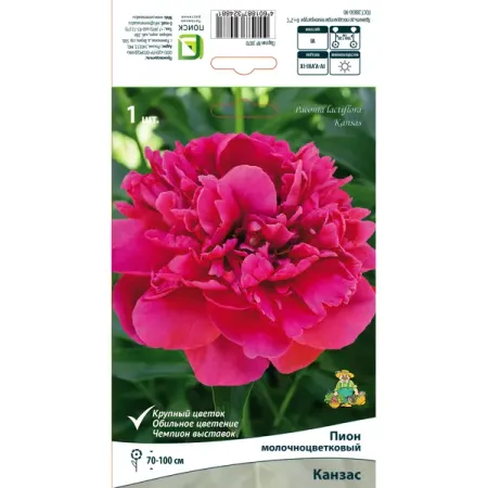 Пион молочноцветковый травянистый «Канзас» разбор 1-2