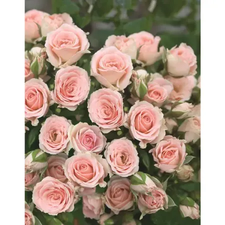 Роза спрей Лидия h70 см