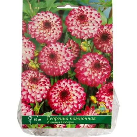 Георгины помпонные «Литтл Роберт», 1 шт.
