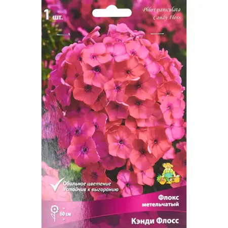 Флокс метельчатый Кэнди флосс луковица I