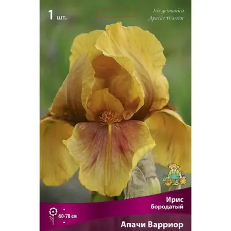 Ирис бородатый Апачи Варриор