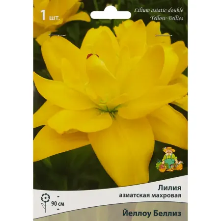 Лилия азиатская махровая «Йеллоу Беллиз» размер луковицы 16/18