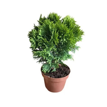 Туя Даника ø13 h30 - 40 см
