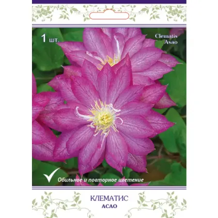 Клематис крупноцветковый Асао h15 см