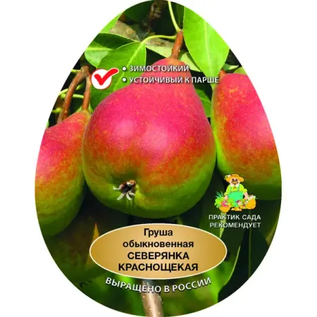 Груша обыкновенная Северянка краснощекая h200 см Поиск Инвест