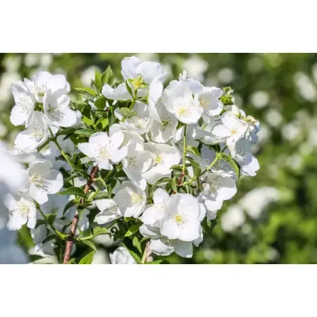 Жасмин садовый Снежки ø5 h37 см