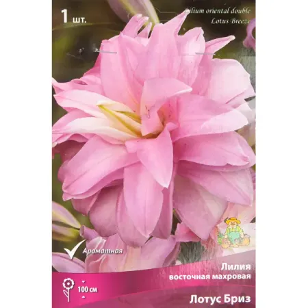 Лилия восточная Мах Лотус Бриз
