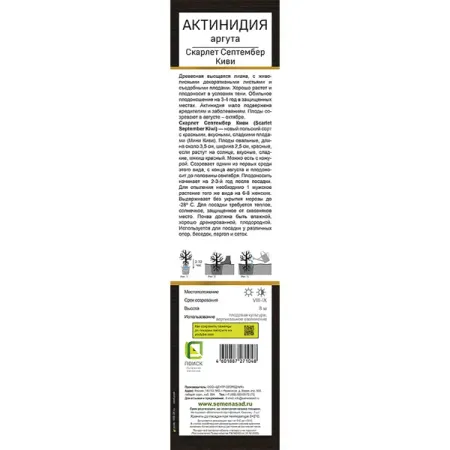 Актинидия аргута Скарлет Септембер Киви h37 см