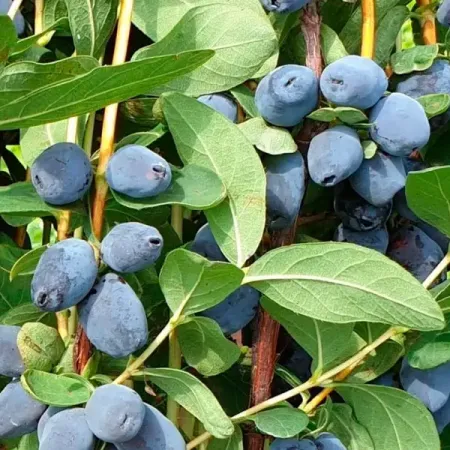 Жимолость съедобная Джайнт Харт h37 см