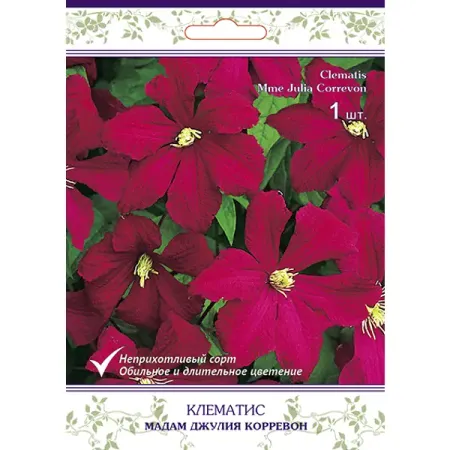 Клематис крупноцветковый Мадам Джулия Корревон h200 см