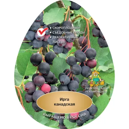 Ирга канадская сетка h120 см