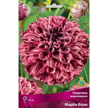 Георгина шаровидная Марбл Болл луковица I cyzq рождественские шары 6 шт 6 см