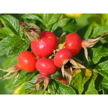 Шиповник 9x30 см