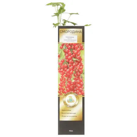 Смородина красная «Уральская Красавица» искусственные красные ягоды holly