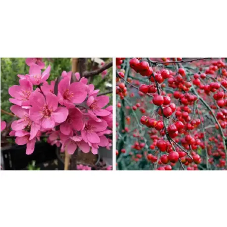 Яблоня декоративная Прайри Файер h80 см