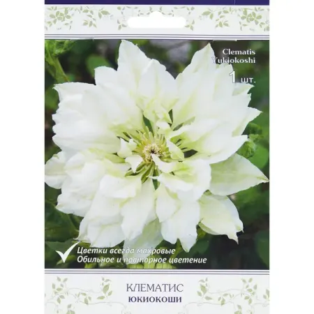 Клематис крупноцветковый Юкиокоши h200 см искусственные вязаные тыквы из полиэстера