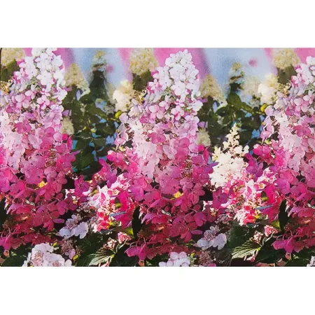 Гортензия метельчатая Пинк леди h40 см Поиск гортензия метельчатая жемчужина фестиваля ø17 h20 см