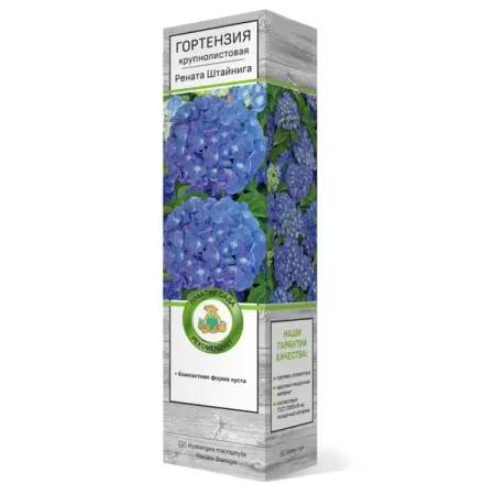 Гортензия крупнолистовая Рената Штайнига h100 см