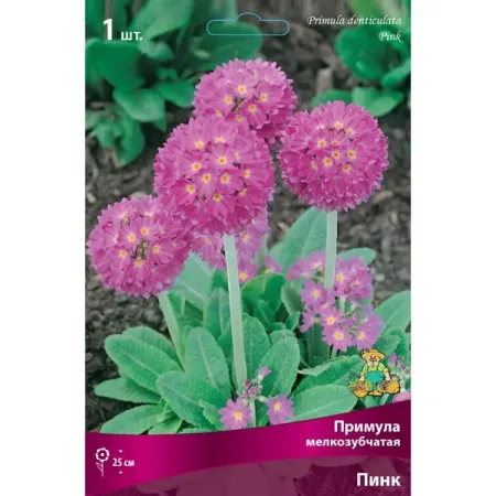 Примула мелкозубчатая Пинк луковица I