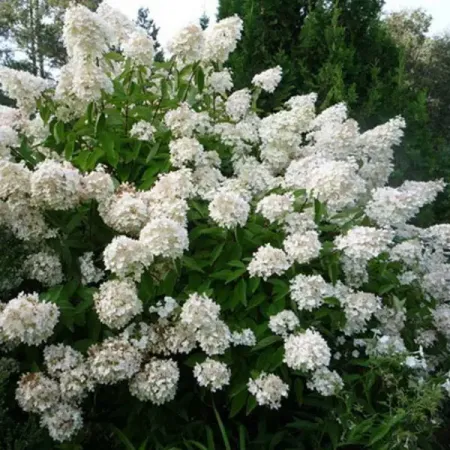 Гортензия метельчатая Грандифлора ø5 h37 см гортензия метельчатая мэджикал килиманджаро ø17 h20 см