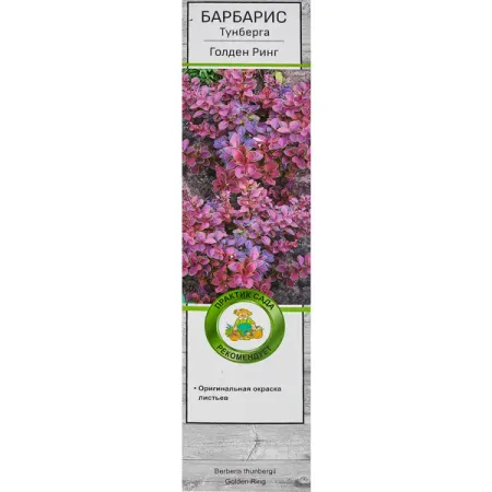 Барбарис Тунберга Голден Ринг