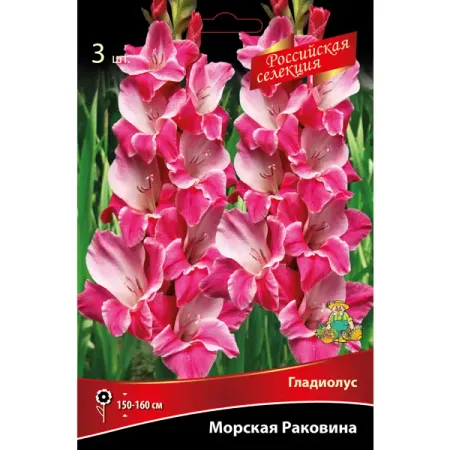 Гладиолус Морская раковина 3 шт. мини кабошоны морская   tsxjy