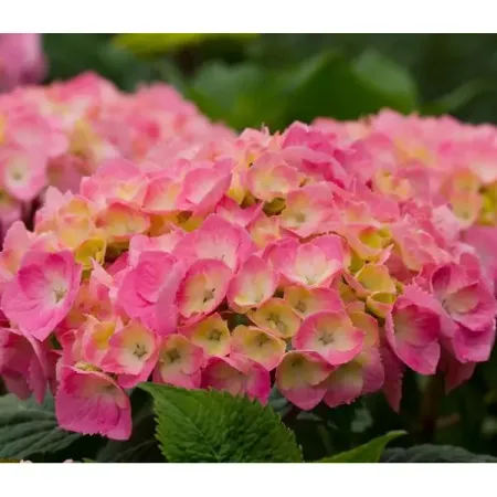 Гортензия крупнолистовая Окская Весна ø5 h37 см