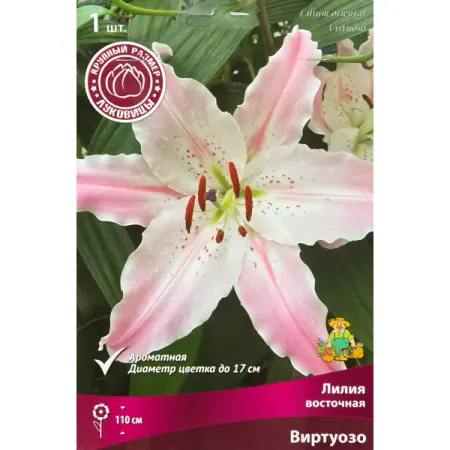 Лилия восточная Виртуозо 1 шт. ярко розовые фольгированные шары microplush