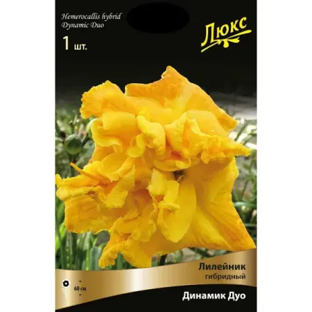 Лилейник гибридный Динамик Дуо луковица I для 2012 2022 renault nissan versa sv buzzer предупреждающий динамик atm pdc oem 25650 00q0a 25640 4cl4a 5tt0a