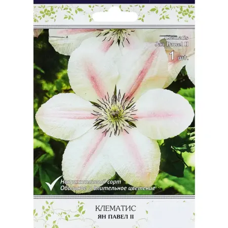 Клематис крупноцветковый Ян Павел II ø5 h10 см рождественские украшения снежинки chixinhappy акриловые прозрачные розовые синие 10 шт