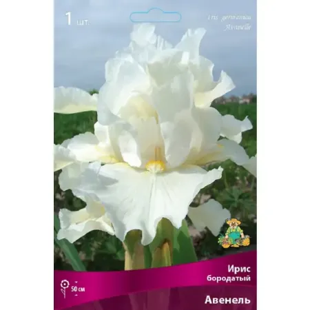 Ирис бородатый Авенель
