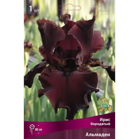 Ирис бородатый Альмаден луковицы 1