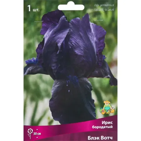 Ирис бородатый Блэк Вотч лилии азиатские блэк аут луковицы 14 16 1 шт
