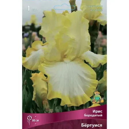 Ирис бородатый Бертуистл
