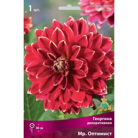 Георгина декоративная Мр. Оптимист луковица I greathope washi tape декоративная лента с ами и листьями 10 м