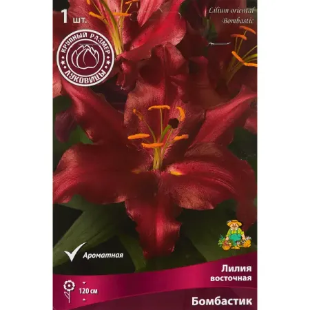 Лилия восточная Бомбастик 1 шт. ярко розовые фольгированные шары microplush