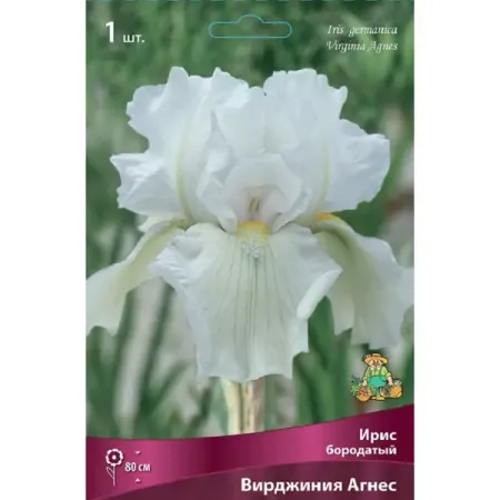 Ирис бородатый Вирджиния Агнес
