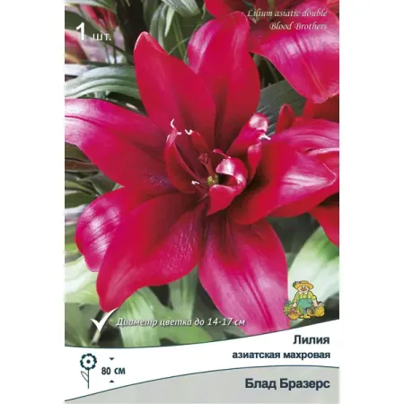 Лилия азиатская махровая Блад Бразерз,