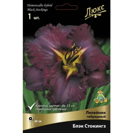 Лилейник гибридный Блэк Стокингз I лилии азиатские блэк аут луковицы 14 16 1 шт