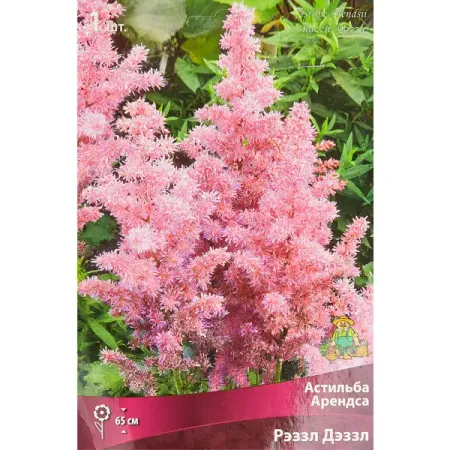 Астильба Арендса Рэззл дэззл луковица I