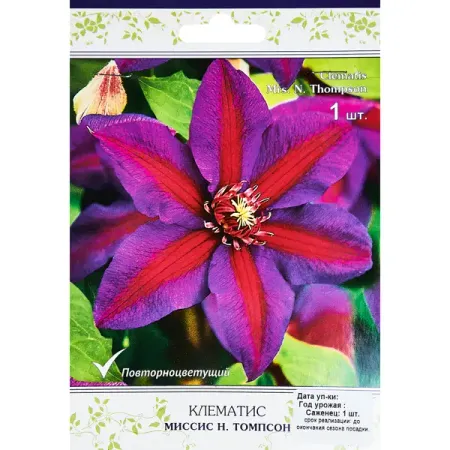 Клематис крупноцветковый Миссис Н.Томпсон h200 см фигурки миссис клауса для рождественской елки