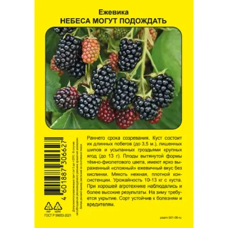 Ежевика Хевен Кэн Вэйт пакет h37 см чай похудей для здоровья людей ежевика 2 г 30 шт фильтр пакет