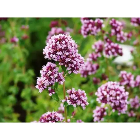 Душица обыкновенная