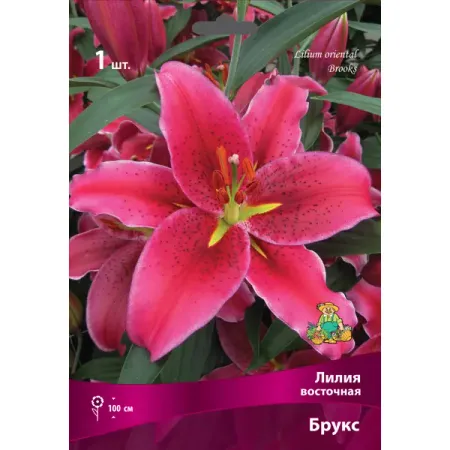 Лилии восточные Брукс луковица 16/18 ярко розовые фольгированные шары microplush