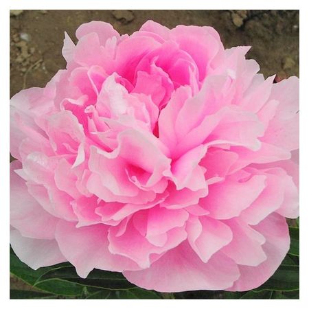 саженец Пион травянистый Летящий Журавль d11см в тубе