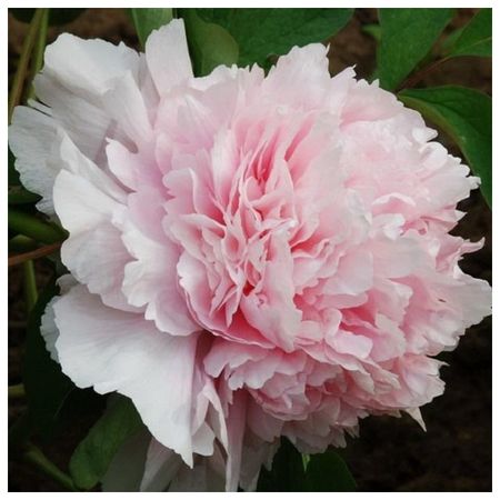 саженец Пион травянистый Розовый Сад d11см в тубе